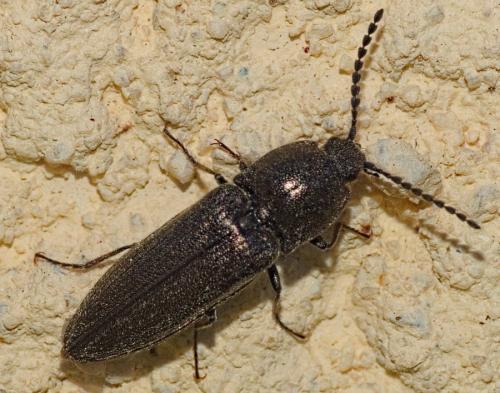 Réf. 320 955 : Cidnopus pilosus